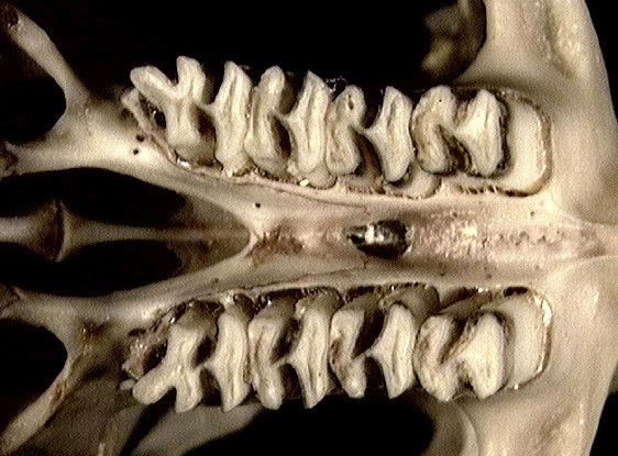 Craniata