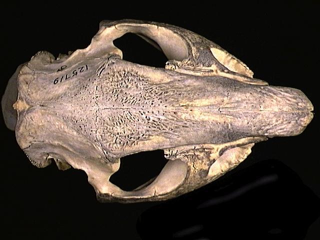 Deuterostomia