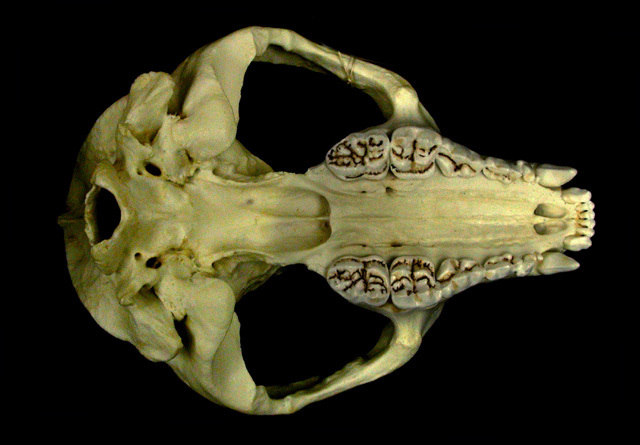 Craniata