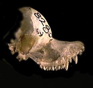 Craniata