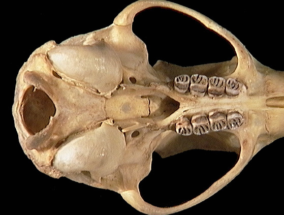 Craniata