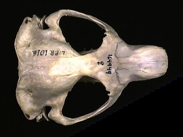 Deuterostomia