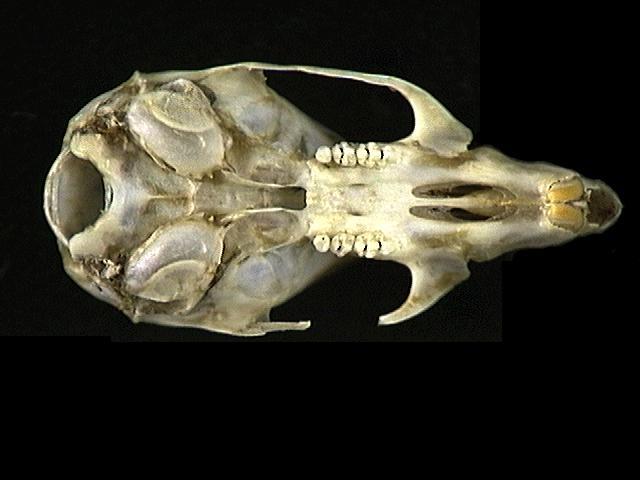 Euteleostomi