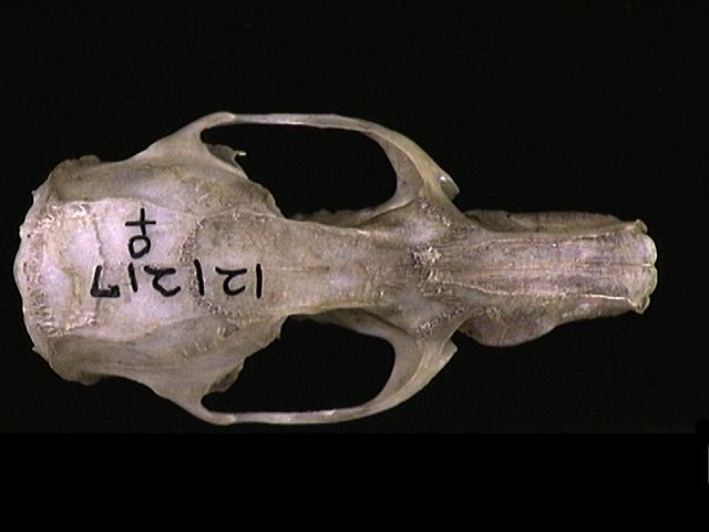 Deuterostomia