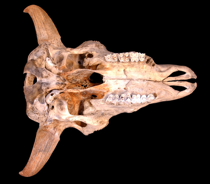 Deuterostomia