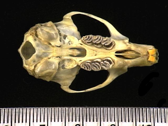 Craniata