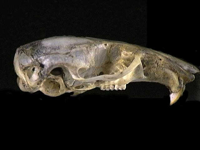 Craniata