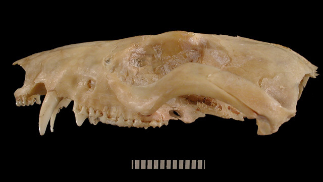 caluromys_lateral