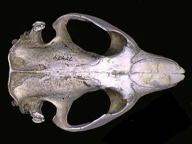 Craniata