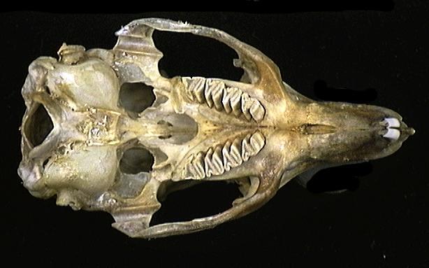 Deuterostomia