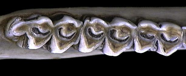 Deuterostomia