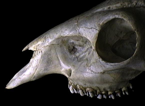 Craniata