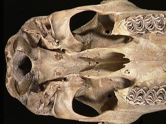 Craniata