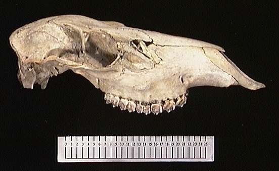 Craniata