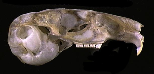 Craniata