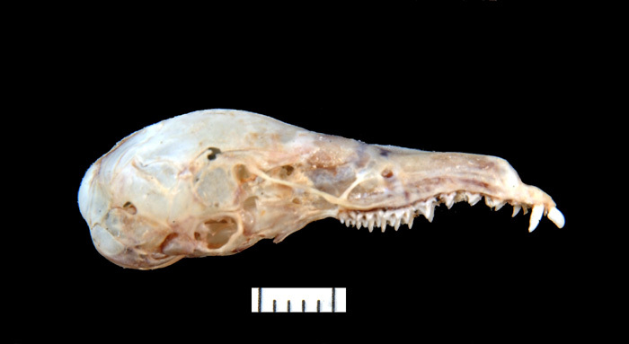 Craniata