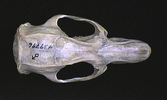 umnh439796.dorsal