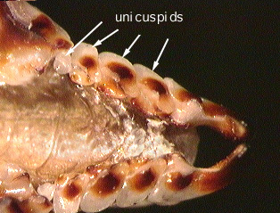 c.parva_unis.ventral