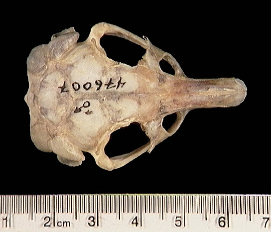 umnh476007.dorsal