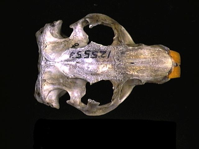 Deuterostomia