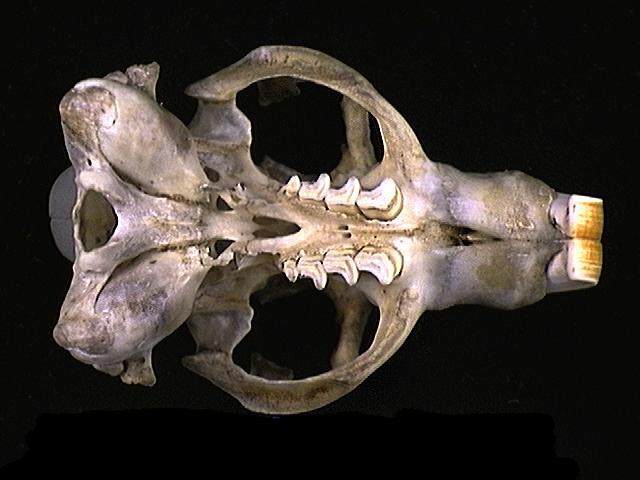 Eumetazoa