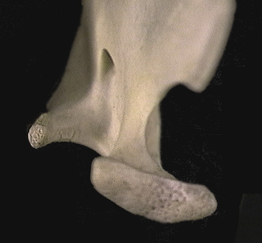 Craniata