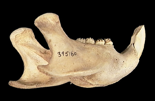 Craniata