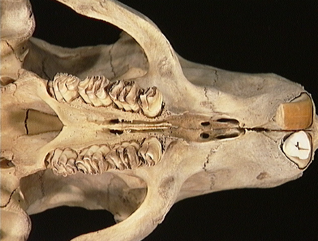 Craniata