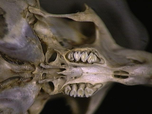 Craniata