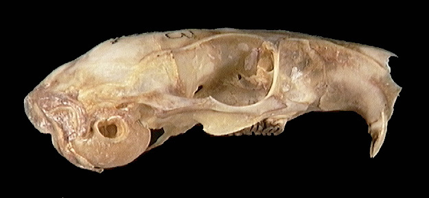 Sarcopterygii