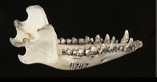 view_lower_jaw