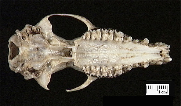 Euteleostomi