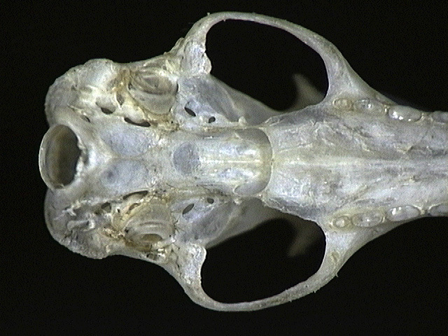 Eumetazoa