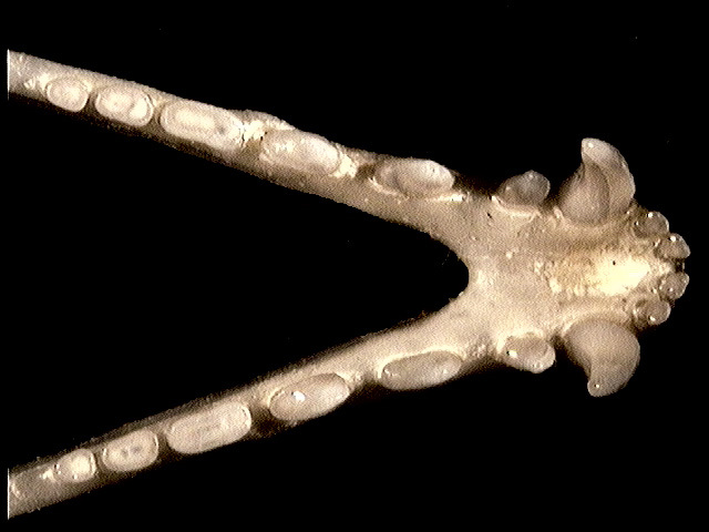 Craniata