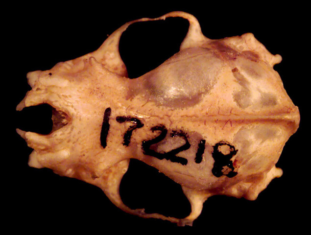 Craniata