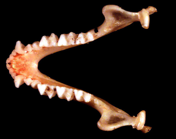 Vertebrata