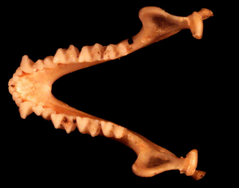 Craniata