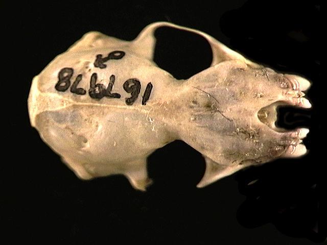 Eumetazoa