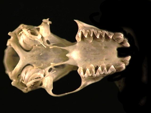 Eumetazoa