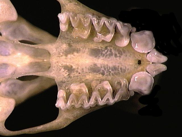 Deuterostomia