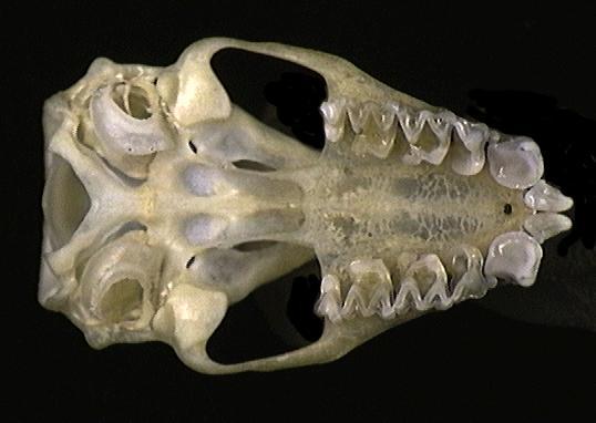 Craniata