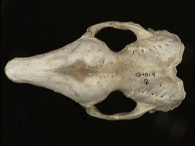 Craniata