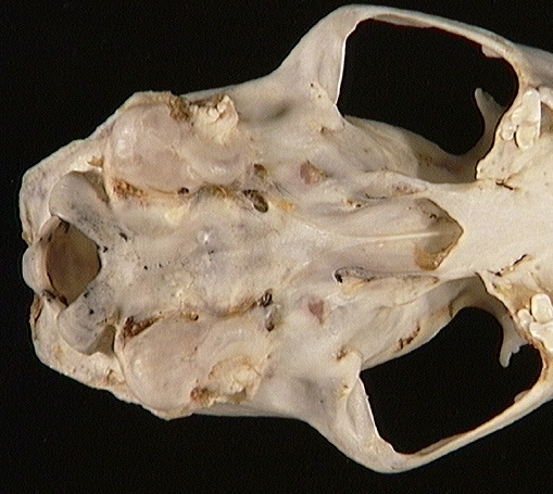 Craniata