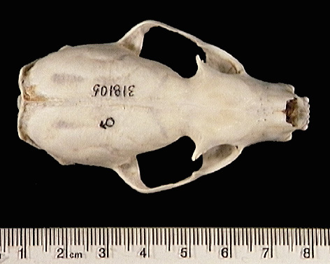 Craniata