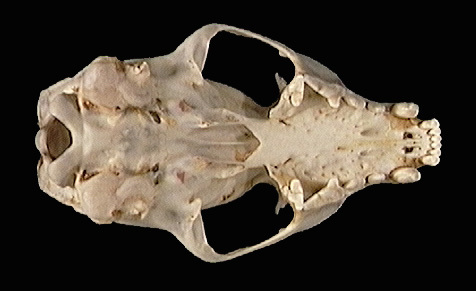 Craniata