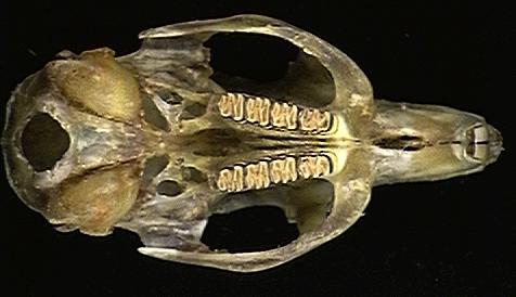 Vertebrata