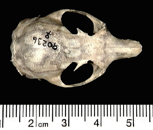 Craniata