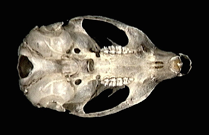 Deuterostomia