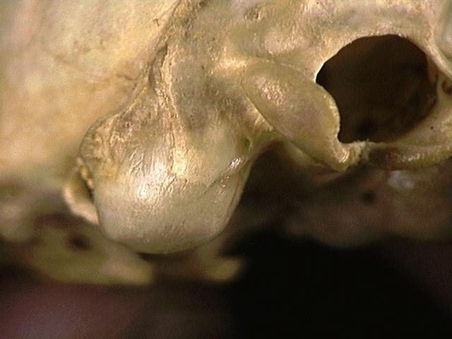 Craniata