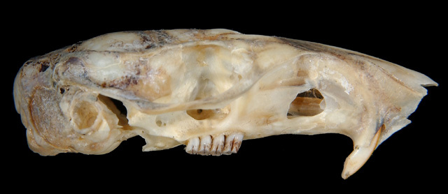 Craniata